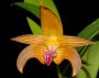 Bulbophyllum_aff_lobbii.jpg