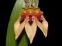 Bulbophyllum_annandalei_hybrid.jpg