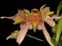 Bulbophyllum_bicolor.jpg