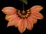 Bulbophyllum_lepidum_x_mastersianum.jpg
