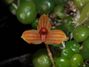 Bulbophyllum_monoliforme.jpg