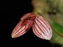 Bulbophyllum_ovalifolium.jpg