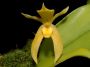 Bulbophyllum_pileatum.jpg