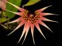 Bulbophyllum_spec_MY.jpg