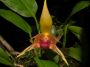 Bulbophyllum_uniflorum.jpg