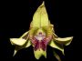 Filename=Dendrobium_shiraishii2~0.jpg
Filesize=147KB
Dimensions=800x600
Date added=Aug 01, 2010 Dendrobium_shiraishii2~0.jpg