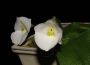 Filename=Diplomeris_hirsuta2~0.jpg
Filesize=57KB
Dimensions=800x585
Date added=Aug 01, 2010 Diplomeris_hirsuta2~0.jpg