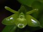 Epidendrum_latilabre2.jpg