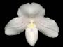 Paphiopedilum_niveum2.jpg