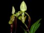 Paphiopedilum_parishii.jpg