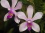Phalaenopsis_honghenensis.jpg