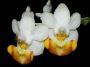 Phalaenopsis_lobbii2_VN.jpg