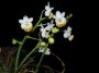 Phalaenopsis_lobbii4_VN.jpg