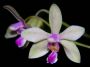 Phalaenopsis_stobartiana2.jpg