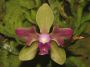 Phalaenopsis_stobartiana_labeloid.jpg