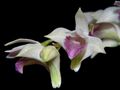 dendrobium_microbulbon.jpg