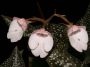 habenaria_carnea~0.jpg