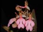 Filename=habenaria_erichmichaelii~0.jpg
Filesize=54KB
Dimensions=800x599
Date added=Aug 01, 2010 habenaria_erichmichaelii~0.jpg