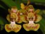 phalaenopsis_chibae2.jpg