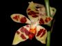 phalaenopsis_maculata.jpg