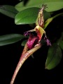 Bulbophyllum_cornutum1_ahriman.jpg