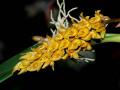 Bulbophyllum_cupreum_Burma.jpg