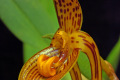 Bulbophyllum_inunctum2_mm_02.jpg