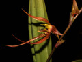 Bulbophyllum_sulawesii.jpg