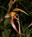Bulbophyllum_sulawesii2.jpg