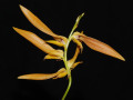 Bulbophyllum_wallichii.jpg