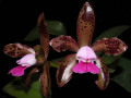 Cattleya_leopoldii_ImperatorxCostadoMato.jpg