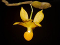 Dendrobium_chrysocrepis.jpg