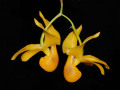 Dendrobium_chrysocrepis2.jpg