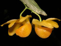 Dendrobium_chrysocrepis3.jpg