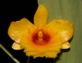 Dendrobium_chrysotoxum_suavissimum.jpg