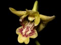 Dendrobium_closterium.jpg