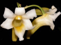 Dendrobium_phillipsii.jpg