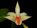 Dendrobium_schrautii4.jpg