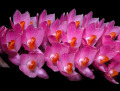 Dendrobium_secundum_001.jpg