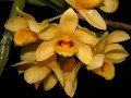 Dendrobium_sulcatum.jpg