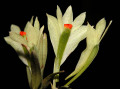 Dendrobium_theionanthum2.jpg