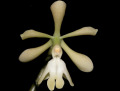 Epidendrum_coronatum_001.jpg