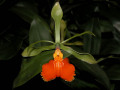 Epidendrum_pseudoepidendrum.jpg