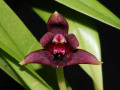 Maxillaria_variabilis_Red_001.jpg