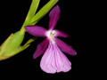 Miltonia_spectabile_var_mooreliana.jpg