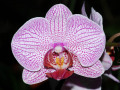 Phalaenopsis_Annabella.jpg