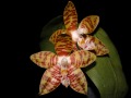 Phalaenopsis_amboinensis.jpg
