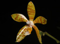 Phalaenopsis_fasciata2.jpg