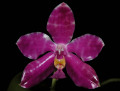 Phalaenopsis_pulchra.jpg