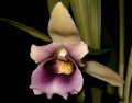 cochleanthes_discolor.jpg